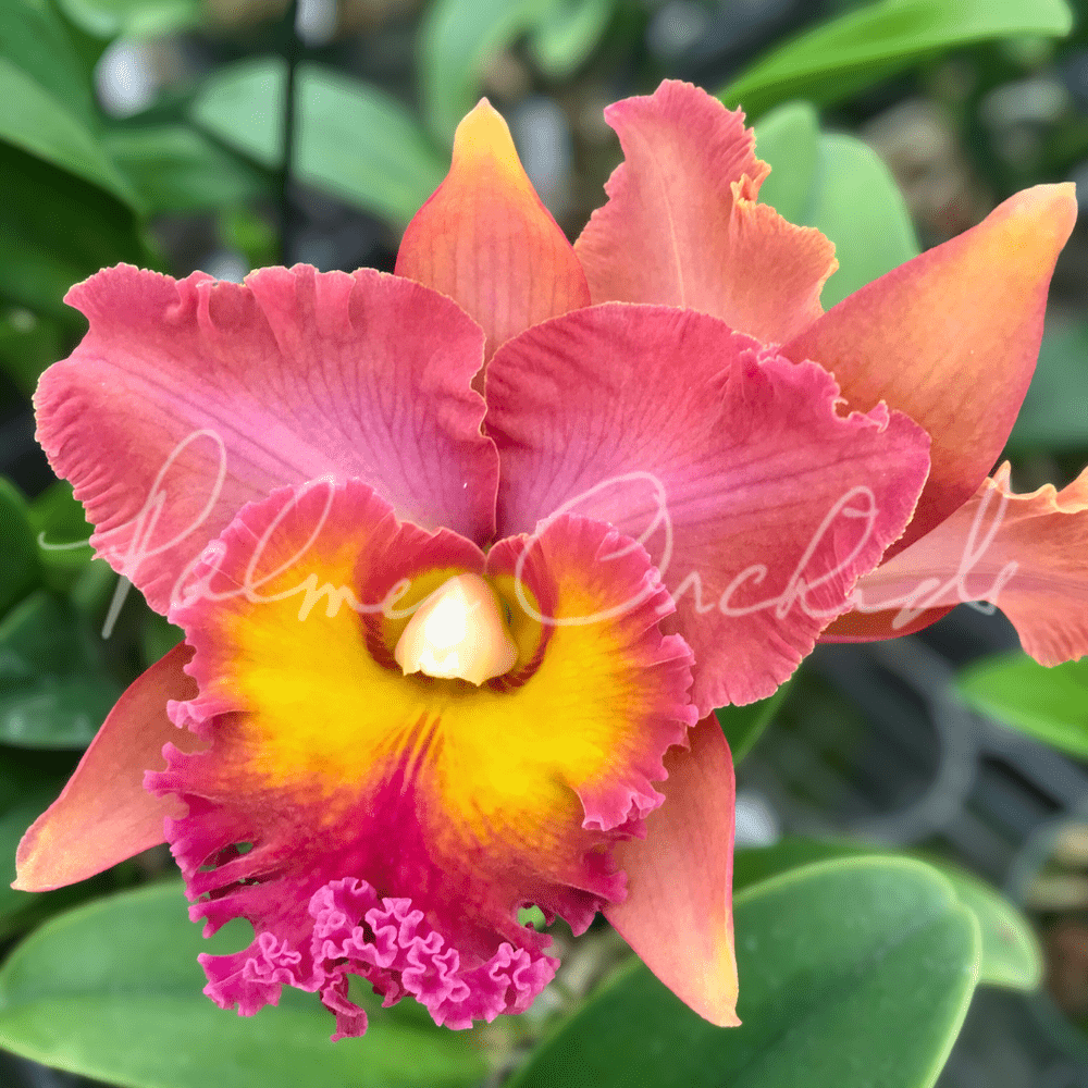 ハワイアンフラワーｉｎキャット Rlc. Ryoko — Palmer Orchids